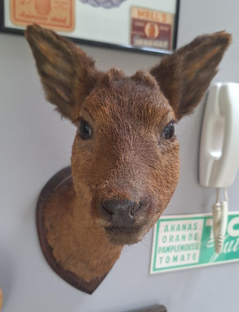 Taxidermie : cerf, veau, cerf, Enlèvement ou Envoi