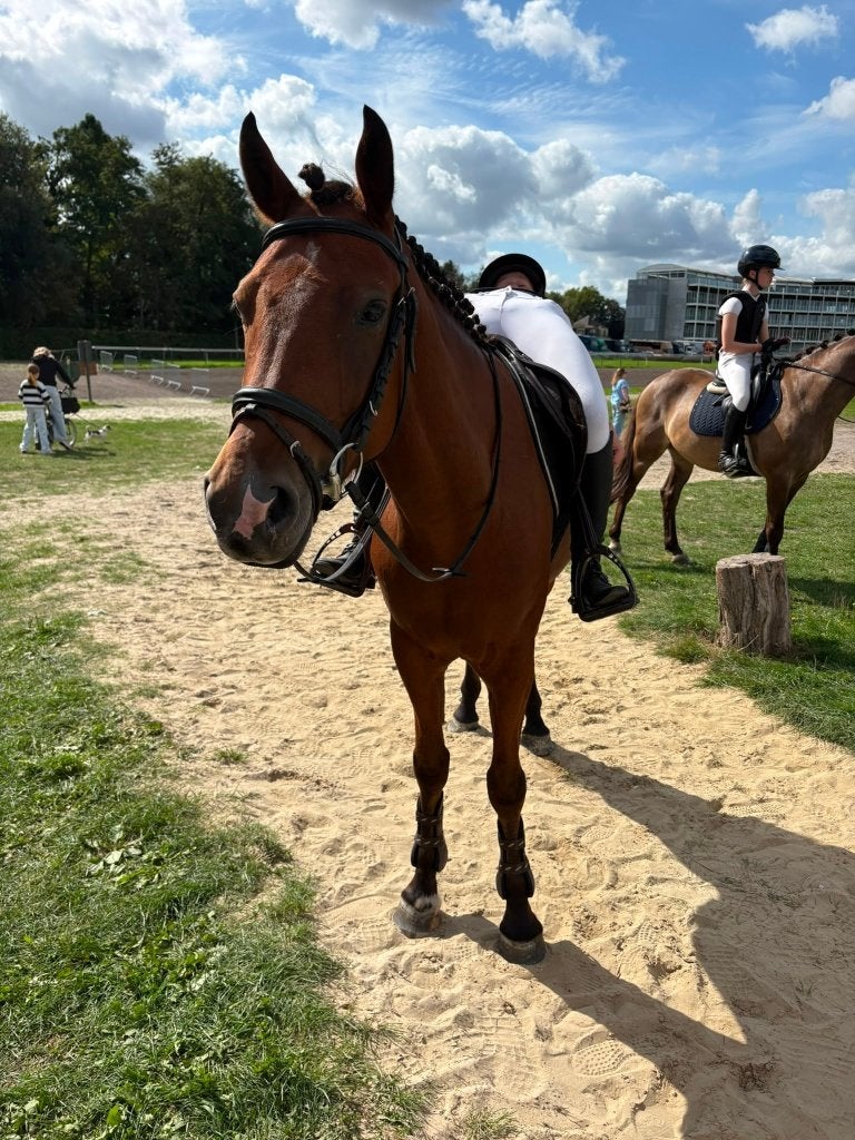 5jarige Dpony ruin 148, Dieren en Toebehoren, Met stamboom, Ruin, M, Springpony