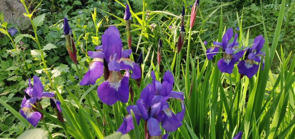 Irissen, Tuin en Terras, Ophalen, Overige soorten