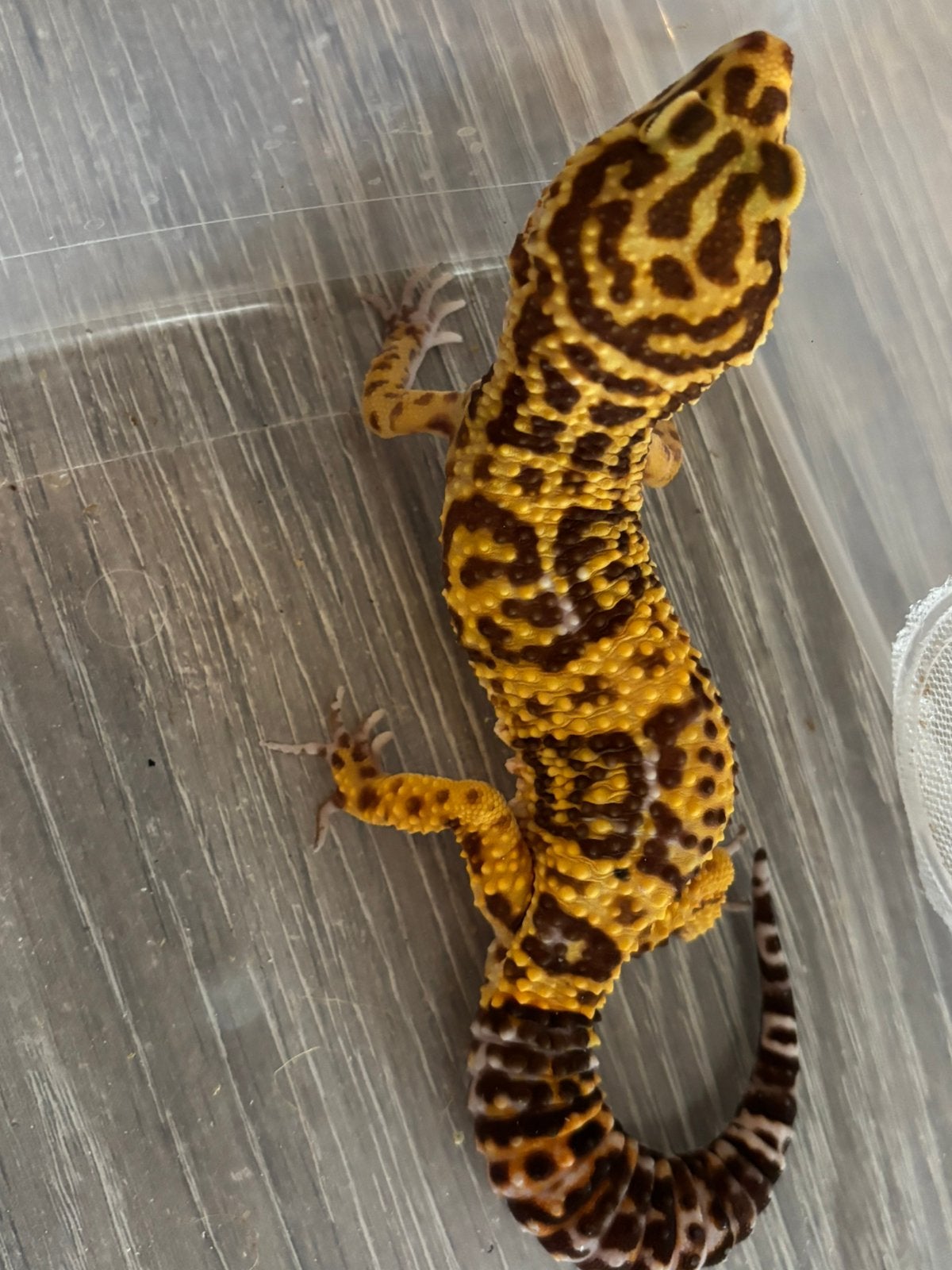 Luipaardgekko
