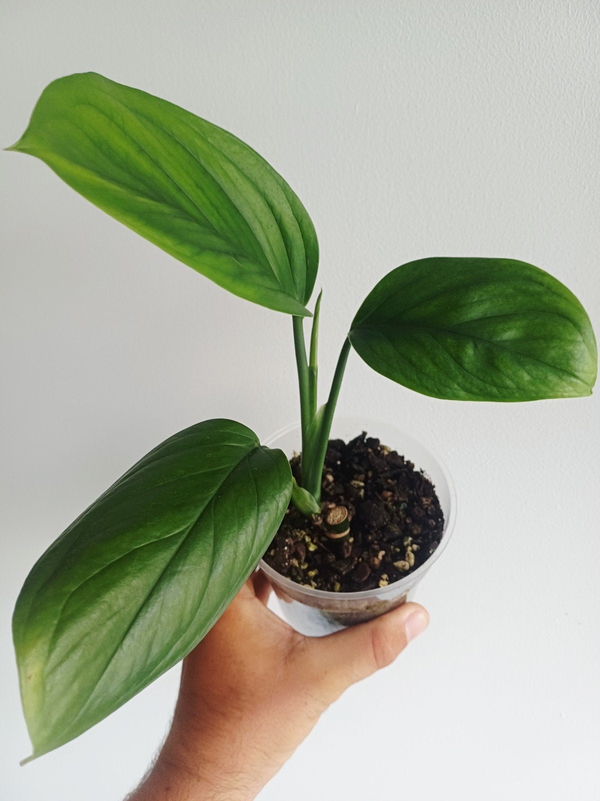Monstera Lechleriana, Autres espèces, En pot, Enlèvement ou Envoi, Moins de 100 cm