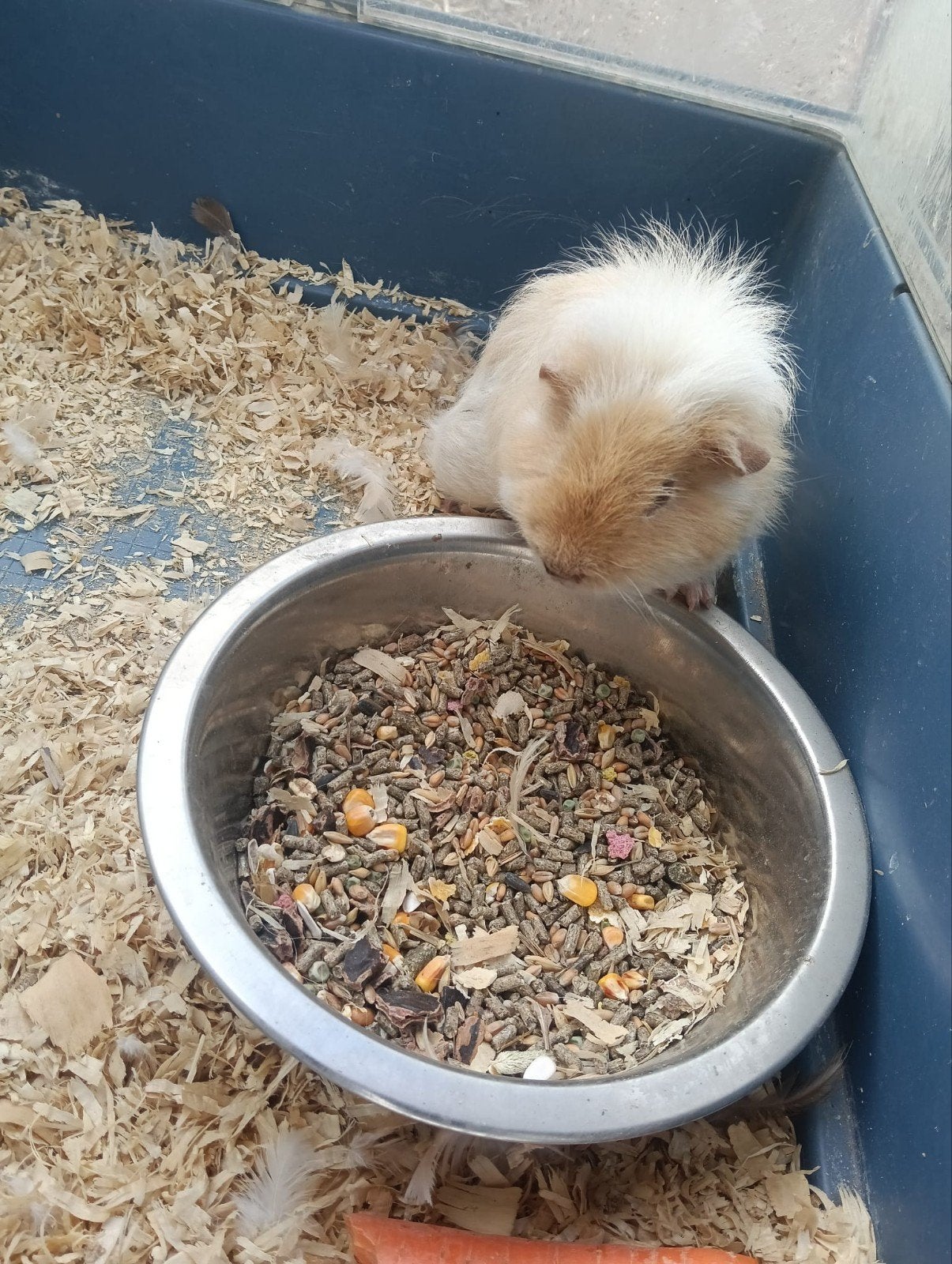 3 cavia beertjes, Dieren en Toebehoren, Knaagdieren, Februari, Mannelijk, Cavia