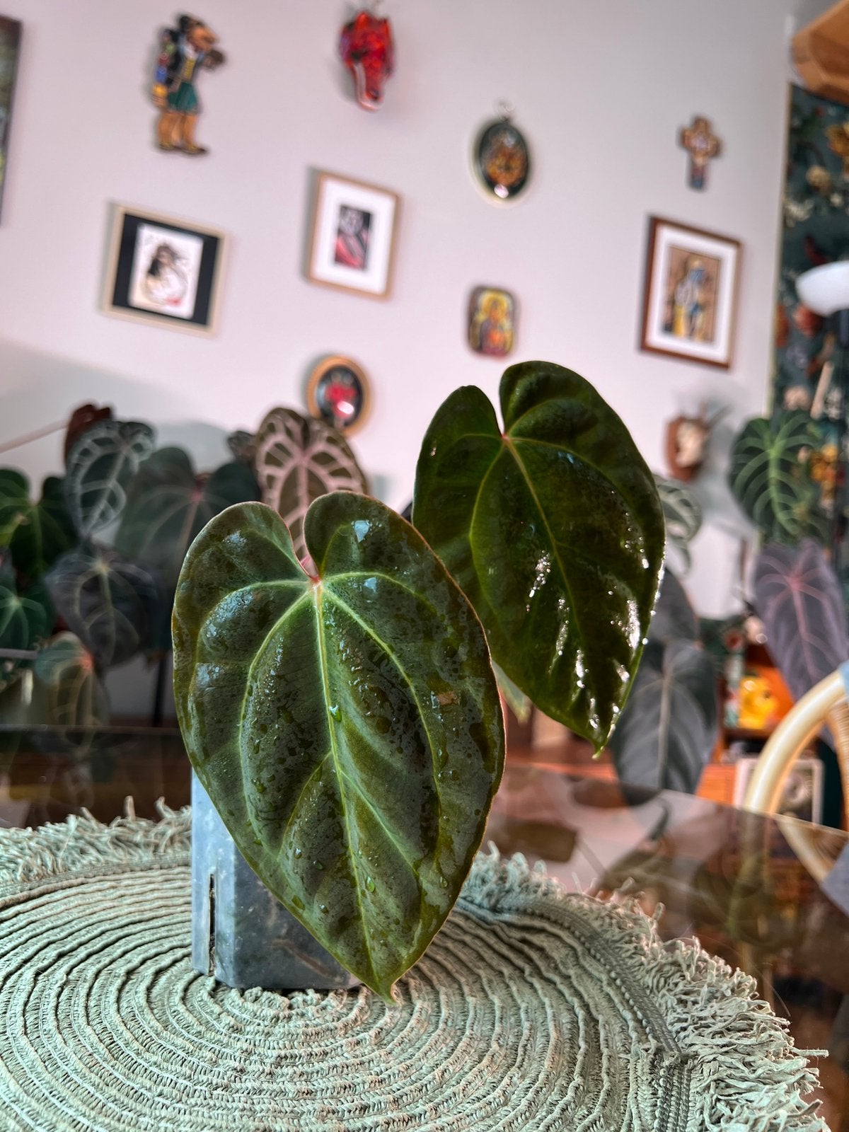 Anthurium besseae black pillow x self, Enlèvement ou Envoi