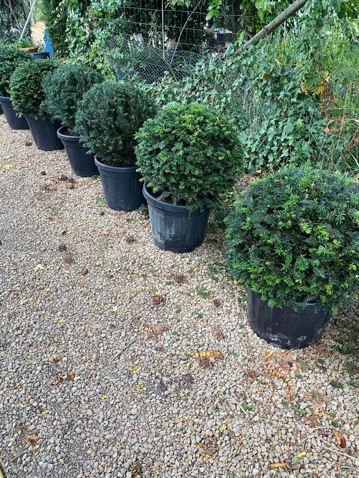 Taxus bol, Ophalen, Taxus