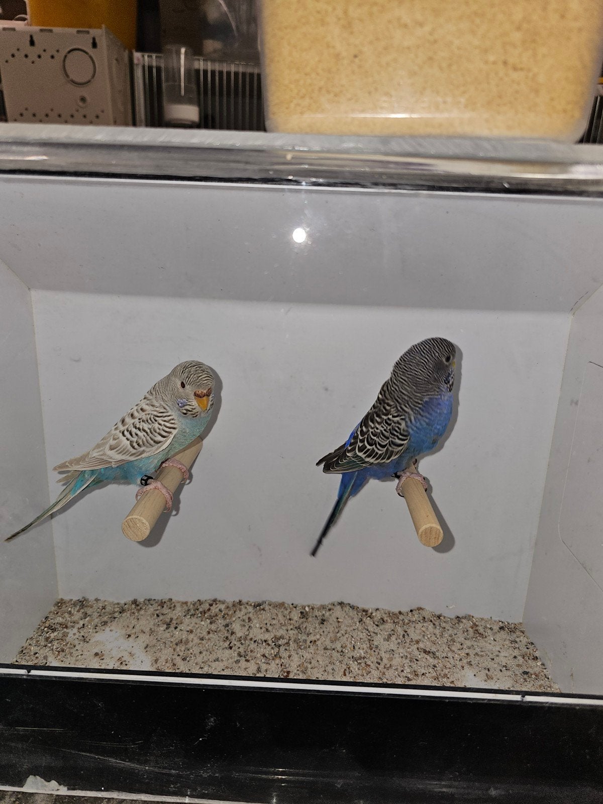 Ik zoek 2poppen dun fallow bf grasparkieten zoals deze op de, Animaux & Accessoires
