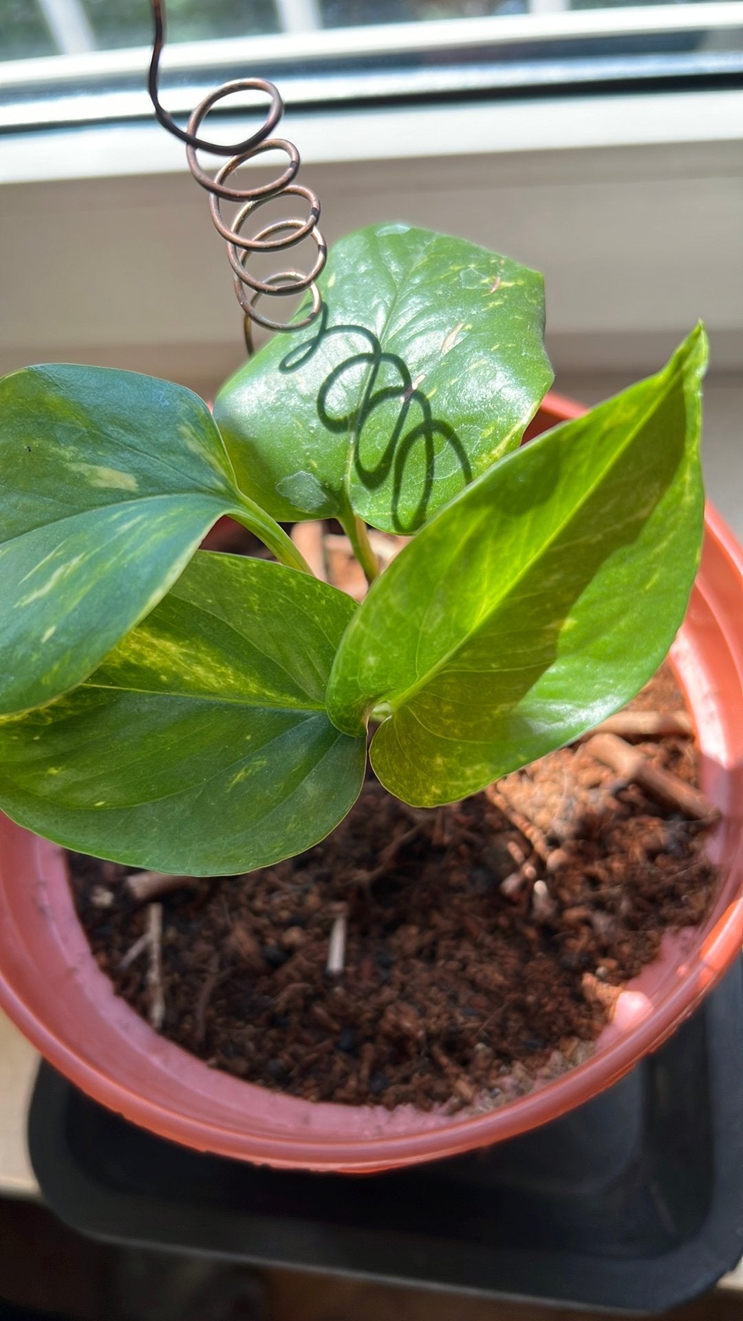 Potos aureum (Pothos), Huis en Inrichting, Kamerplanten, Ophalen, In pot