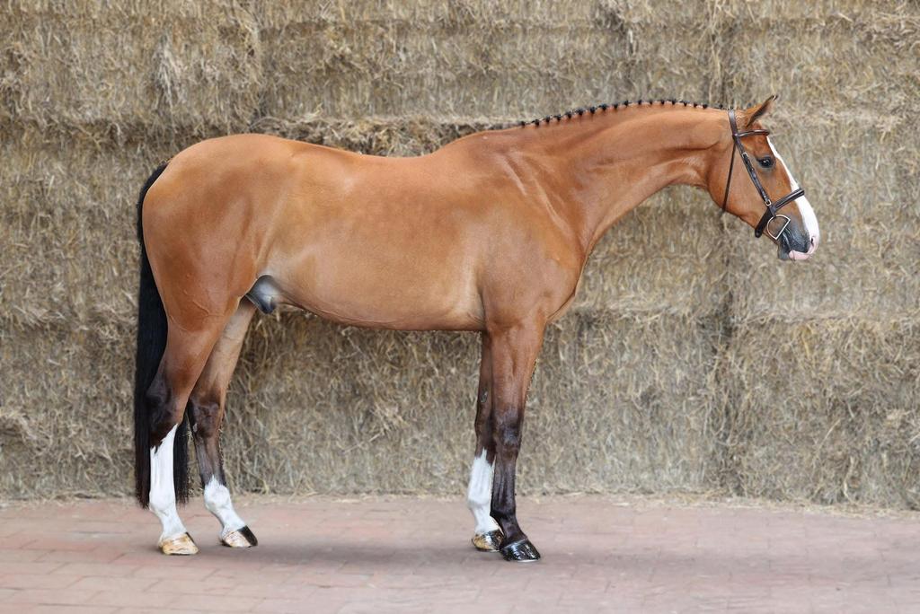 Chique & brave springpaarden GEZOCHT, Dieren en Toebehoren, Paarden, Meerdere dieren, L, 165 tot 170 cm, 7 tot 10 jaar, Springpaard