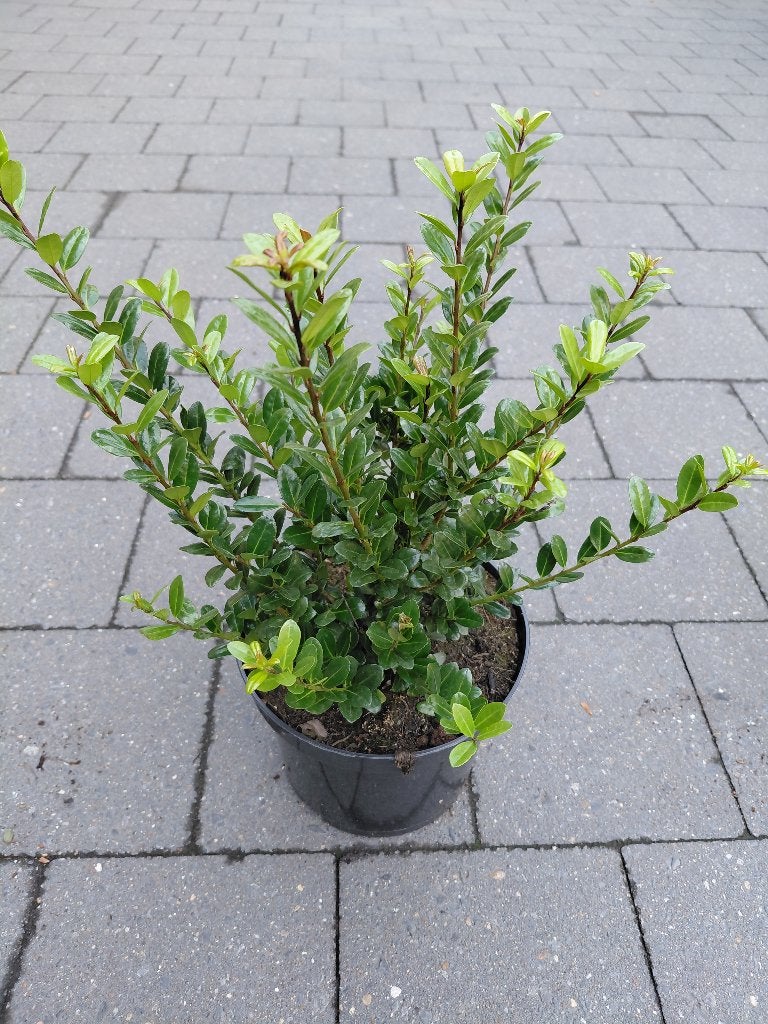 Ilex Caroline Upright, Tuin en Terras, Ophalen, Hulst
