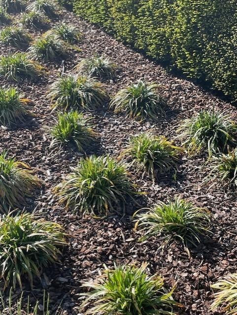Carex borderplant, Printemps, Enlèvement, Graminées ornementales, Plante fixe
