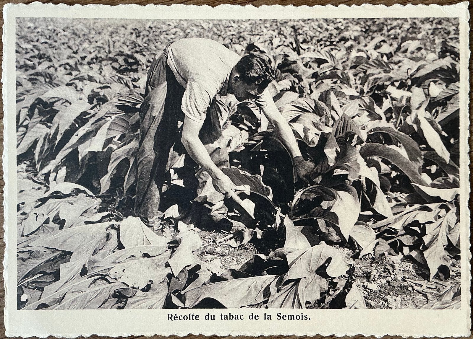 Postkaart TABAC DE LA SEMOIS/1945, Ophalen of Verzenden, 1940 tot 1960, Gelopen, Overige thema's