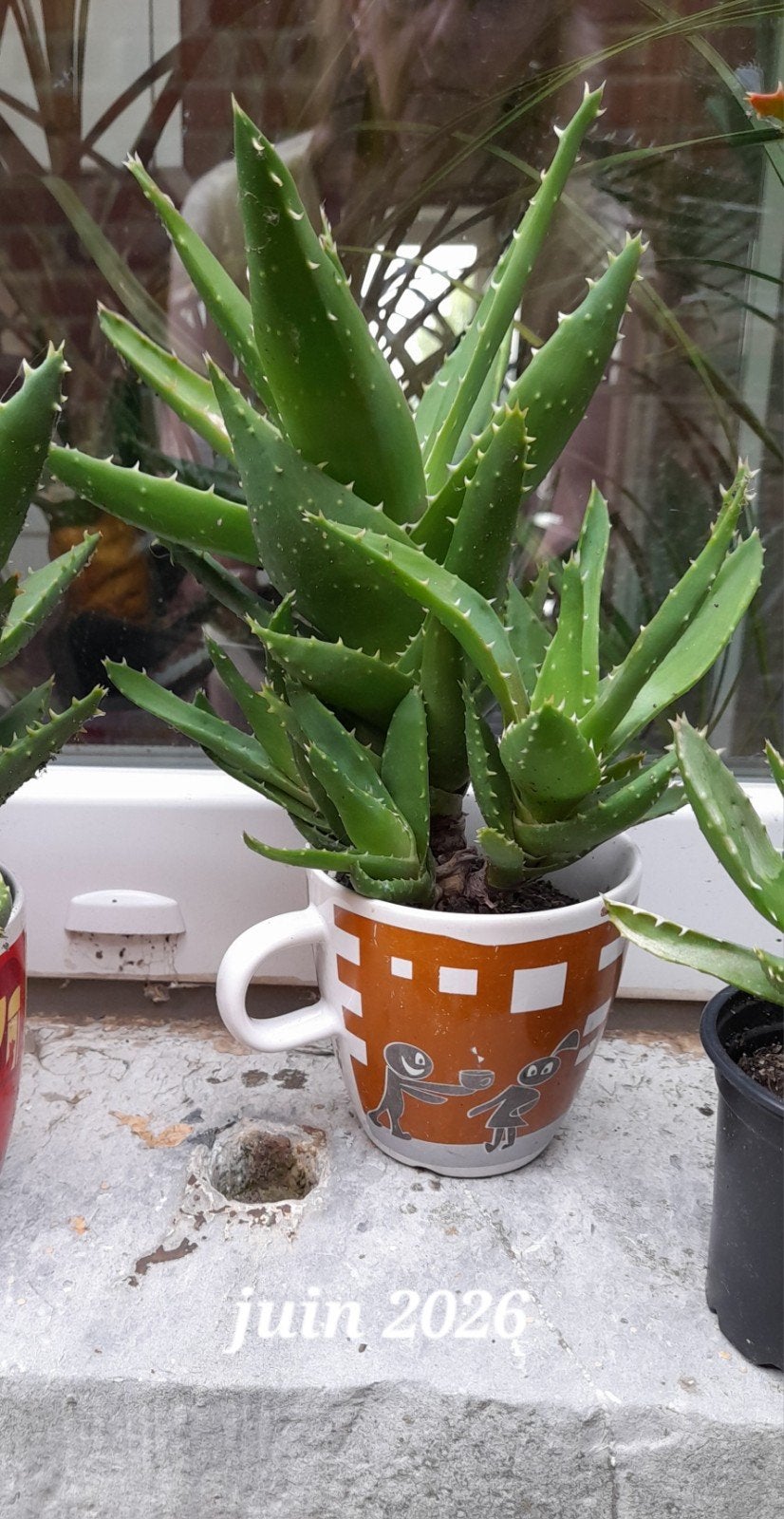Cactus   avec ses petites boutures avec son po, En pot, Moins de 100 cm, Cactus, Plein soleil