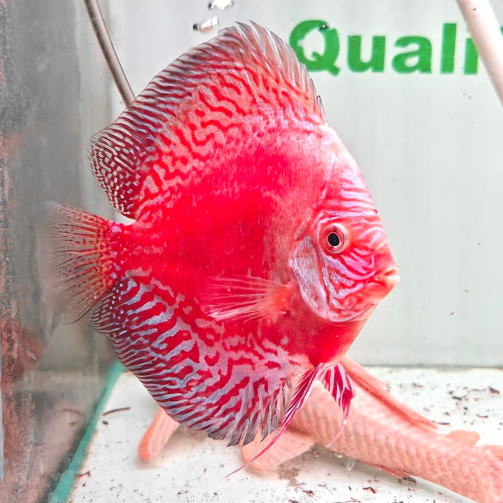 Discus Moonstone rouge, Poisson, Poisson d'eau douce, Banc de poissons