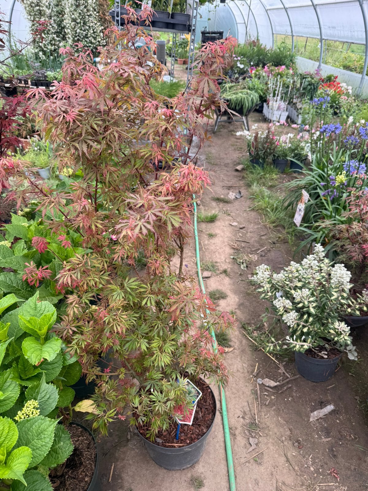 Acer palmatum in verschillende soorten, Jardin & Terrasse, Enlèvement