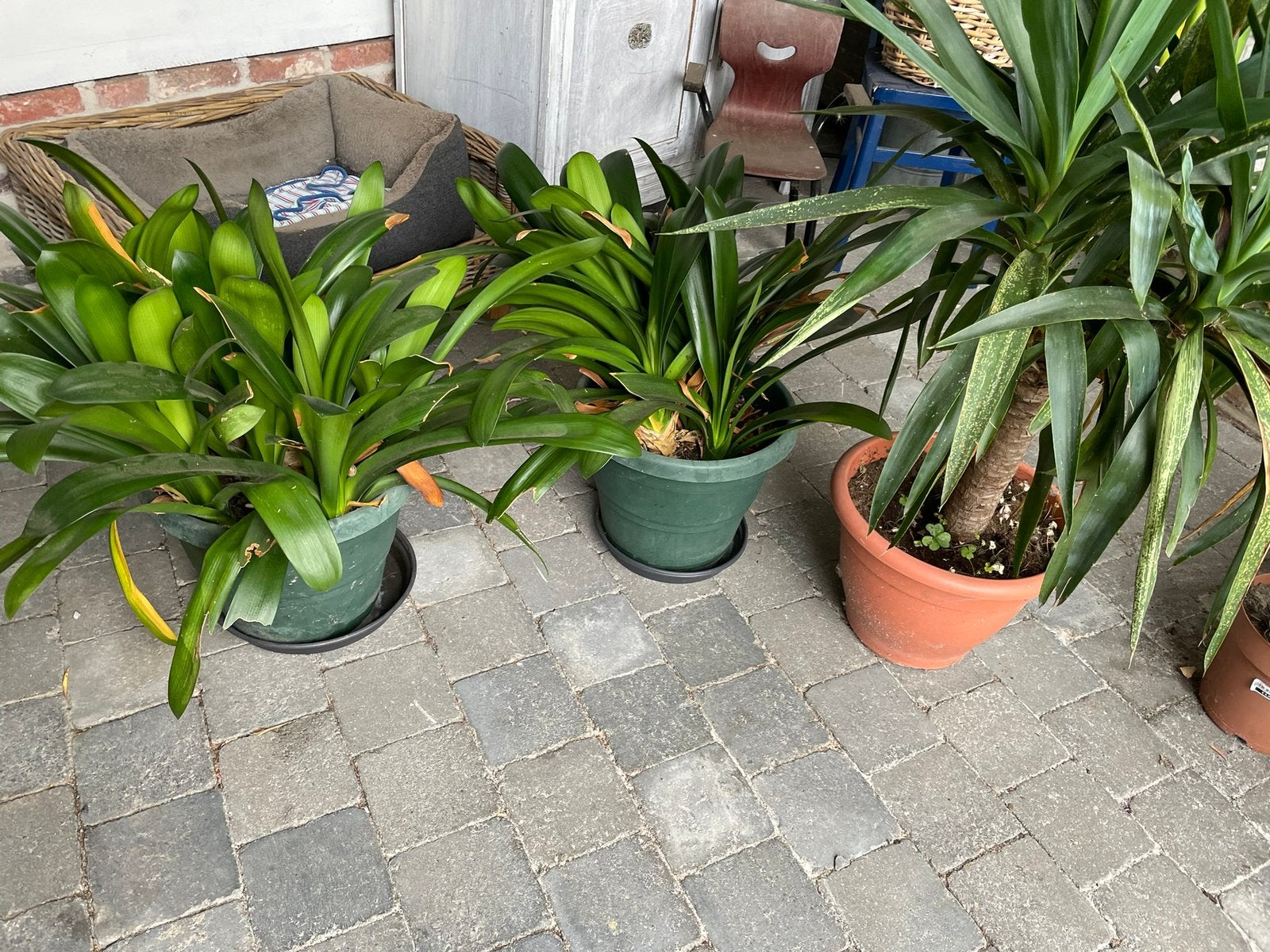 3 planten, Ophalen, Winter