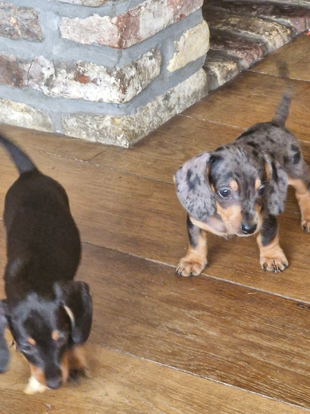 Chiots teckel, Animaux & Accessoires, Poils courts, 8 à 15 semaines, Plusieurs, Éleveur | Loisir