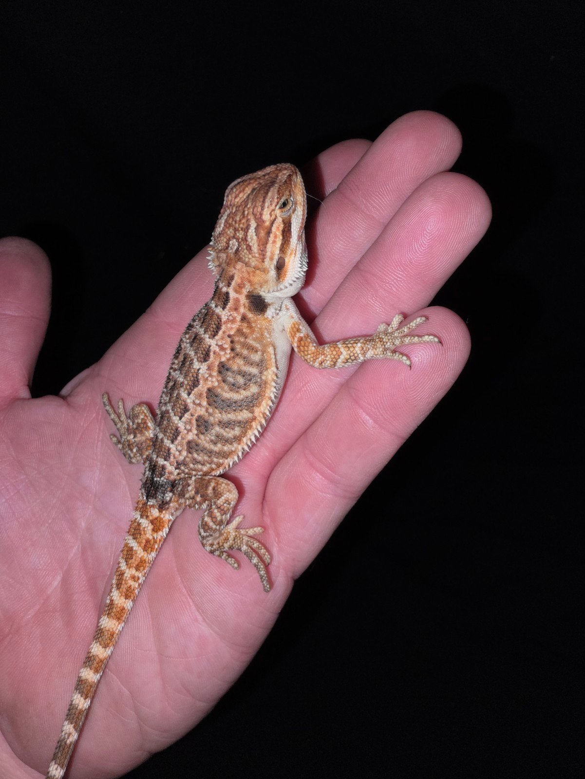 dragon barbu tigre orange mâle, Lézard, Domestique, 0 à 2 ans