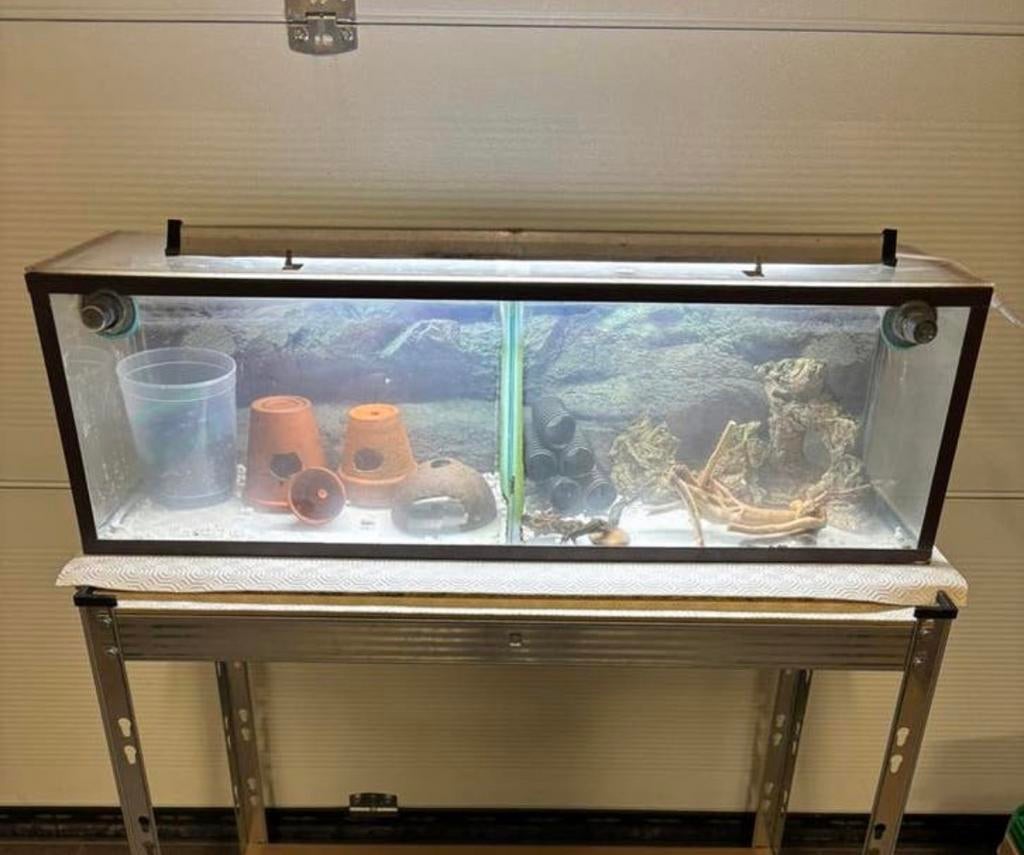 Kweek aquarium garnalen, Dieren en Toebehoren, Kreeft, Krab of Garnaal, Zoetwatervis, Schoolvis