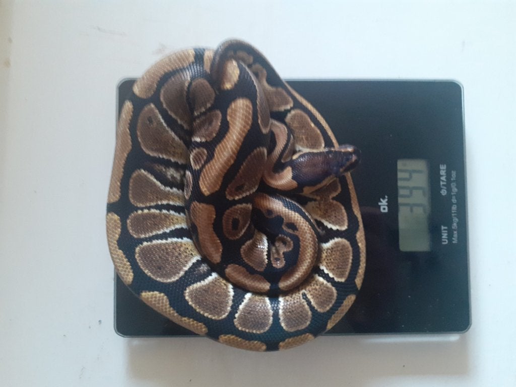 1.3 Python regius desert ghost combo Ball Python photo 5