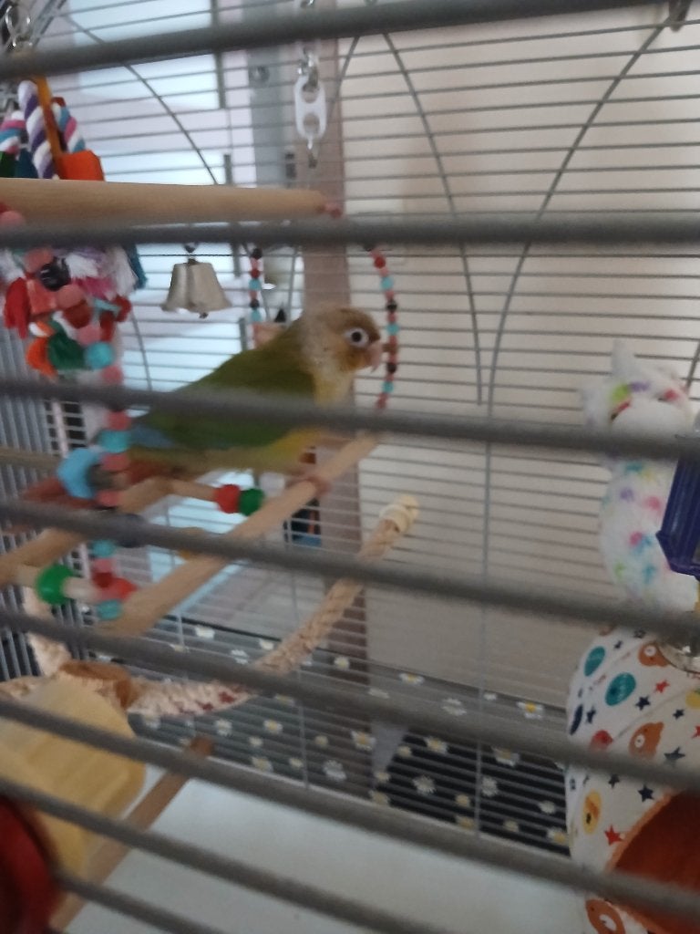 Grande cage Conure ( LIRE DESCRIPTION ), Enlèvement ou Envoi