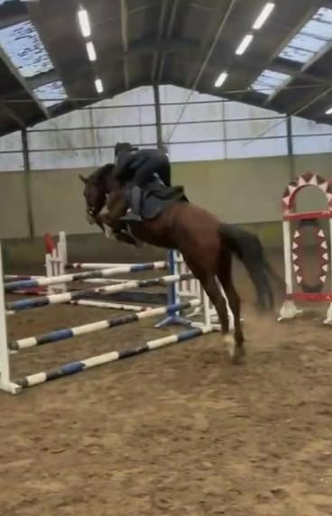 Zadelmak maken (Tessenderlo), Dieren en Toebehoren, Zadelmak, Springpaard, Gechipt, 3 tot 6 jaar