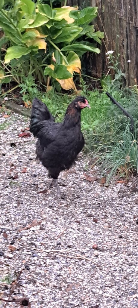 Hanen kruising orpington met araucana, Mannelijk, Kip