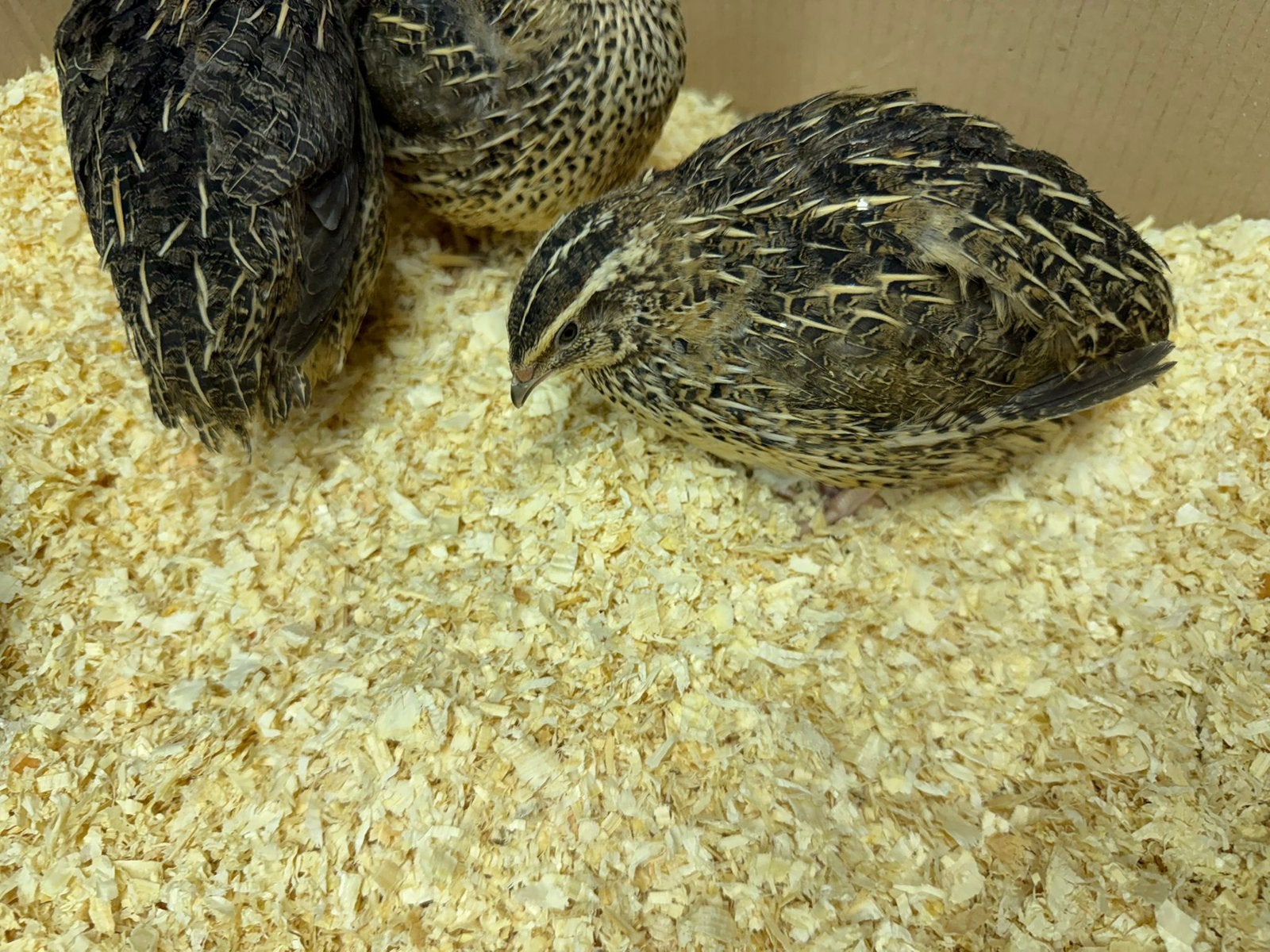 Kwartels, Dieren en Toebehoren, Pluimvee, Meerdere dieren, Overige soorten