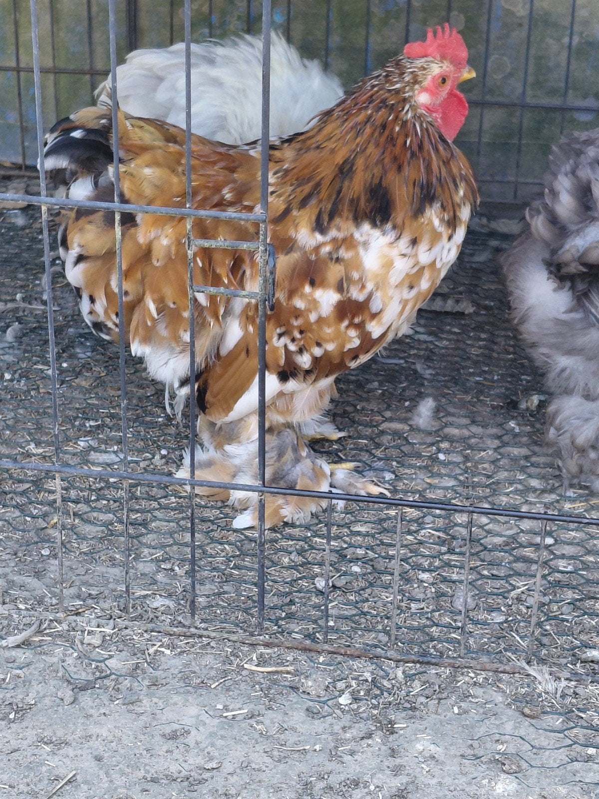 Coq pékin Mars 2026, Mâle, Poule ou poulet