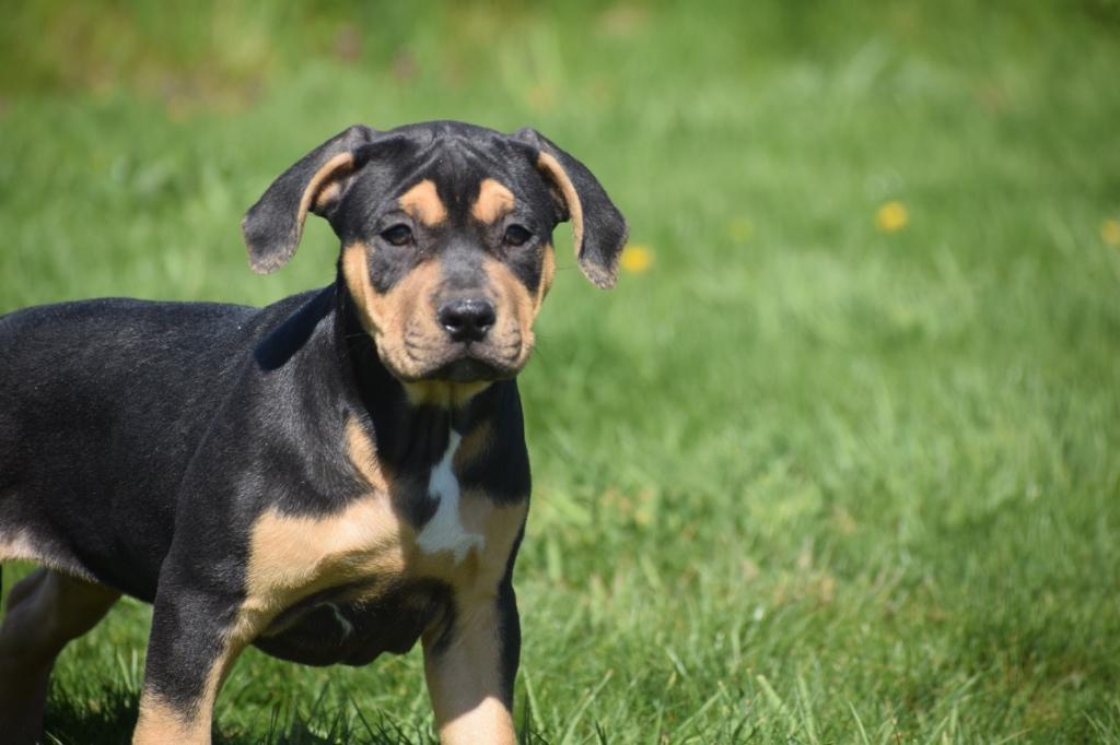 Amerikaanse Bully pups, België, 15 weken tot 1 jaar, Meerdere, Meerdere dieren