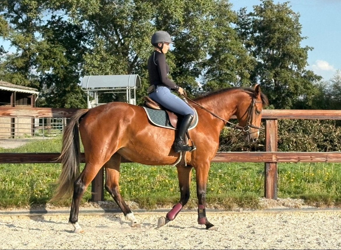 Zadelmak maken/doorrijden/ uitbrengen op wedstrijd, Dieren en Toebehoren, Zadelmak