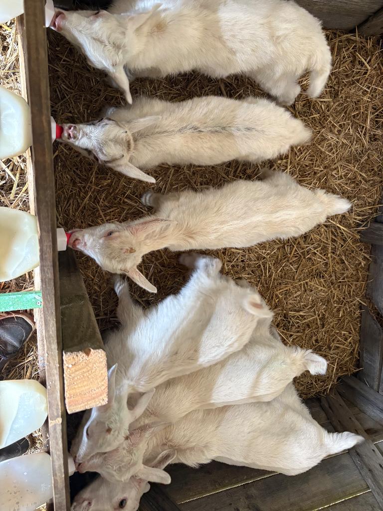 À réserver chevreaux  saenen, Mâle, Chèvre, 0 à 2 ans
