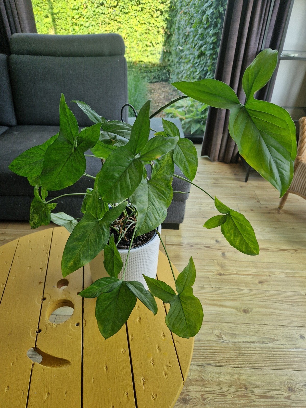 Syngonium mottled mojito, Huis en Inrichting, Kamerplanten, Ophalen of Verzenden