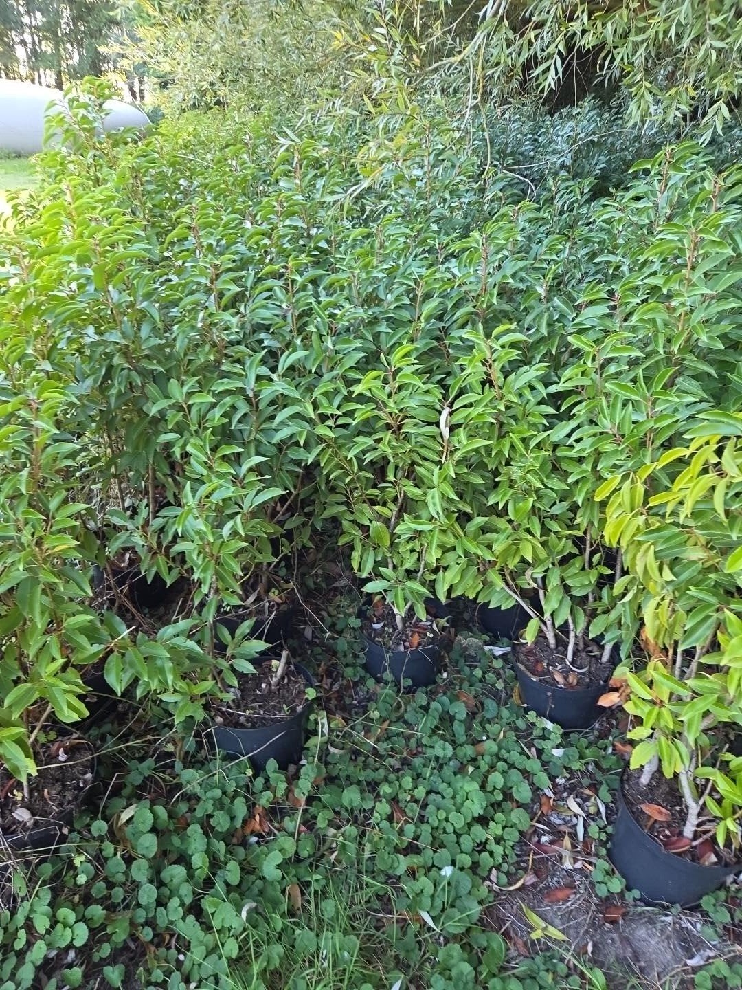 PROMOTIE TUINHAGEN TOTALE UITVERKOOP PORTUGESE LAURIER, Ophalen of Verzenden, Laurier, Haag