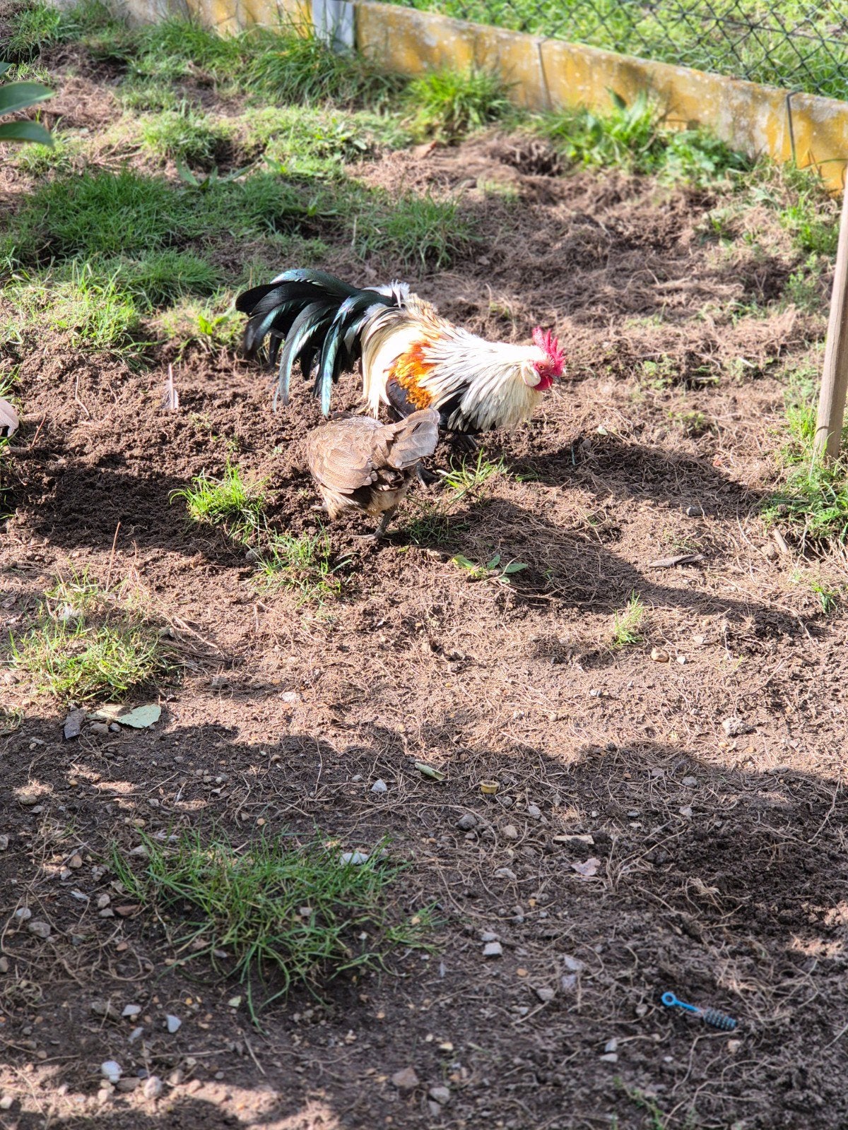 a vendre belle trio petite poule