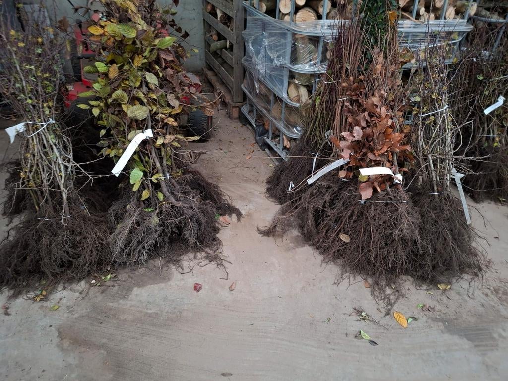 ‼️fagus sylvatica beuk aan promoprijzen ‼️, Tuin en Terras, Ophalen
