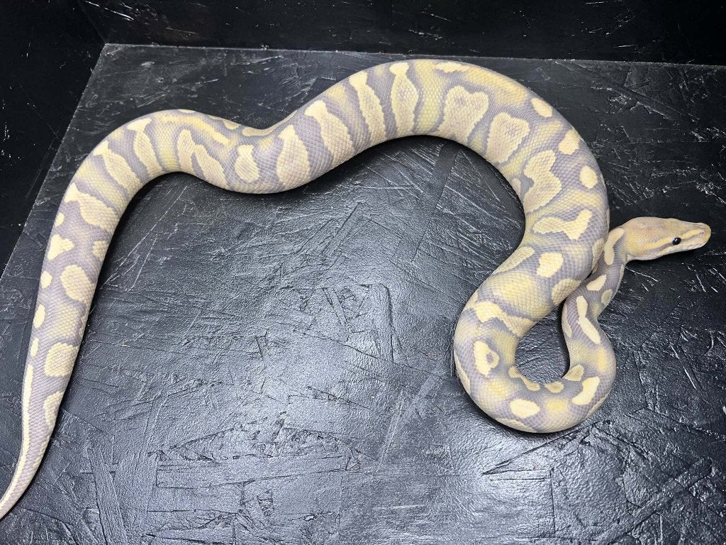Ball python super choco DG/Hypo (Houten), Slang, Tam, 0 tot 2 jaar