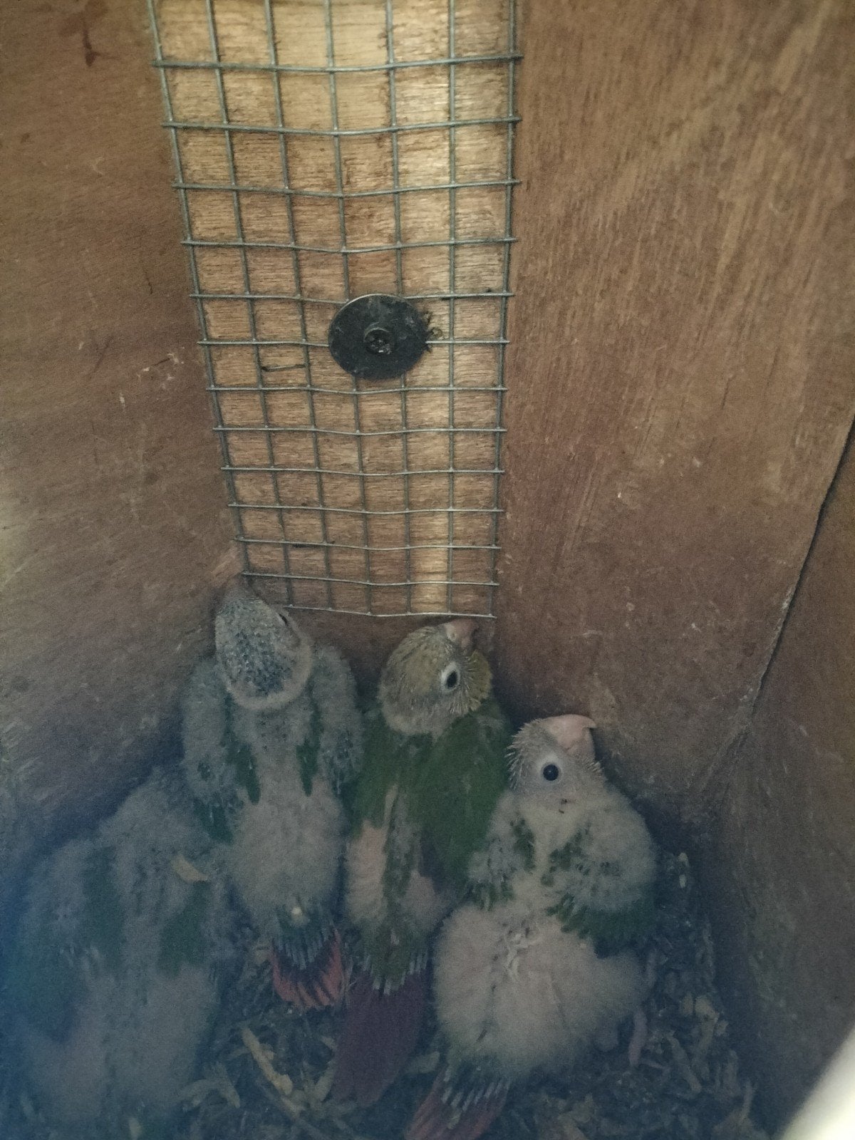4 pyrhuras voor handopfok 30€/stuk