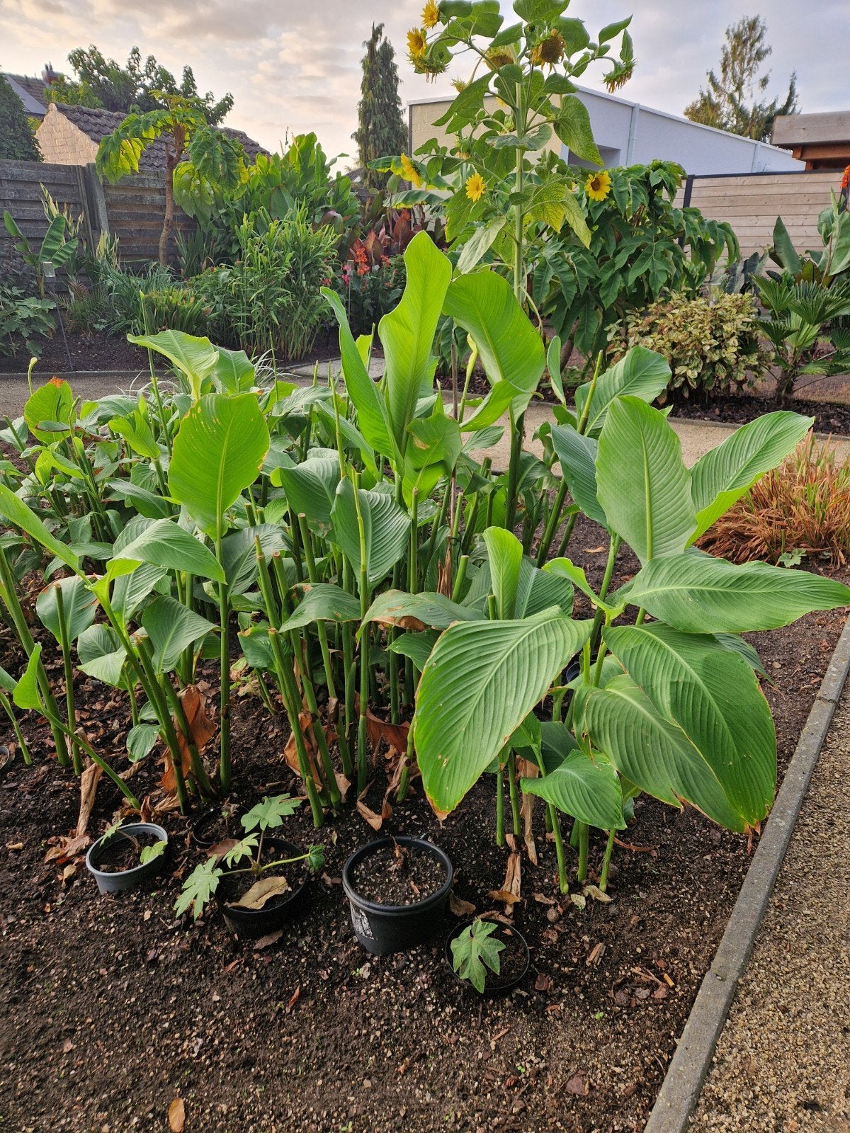 Canna Teurckheimii & Canna musafolia rubrum (5€=2stuks), Tuin en Terras, Volle zon, Vaste plant, Zomer, Ophalen