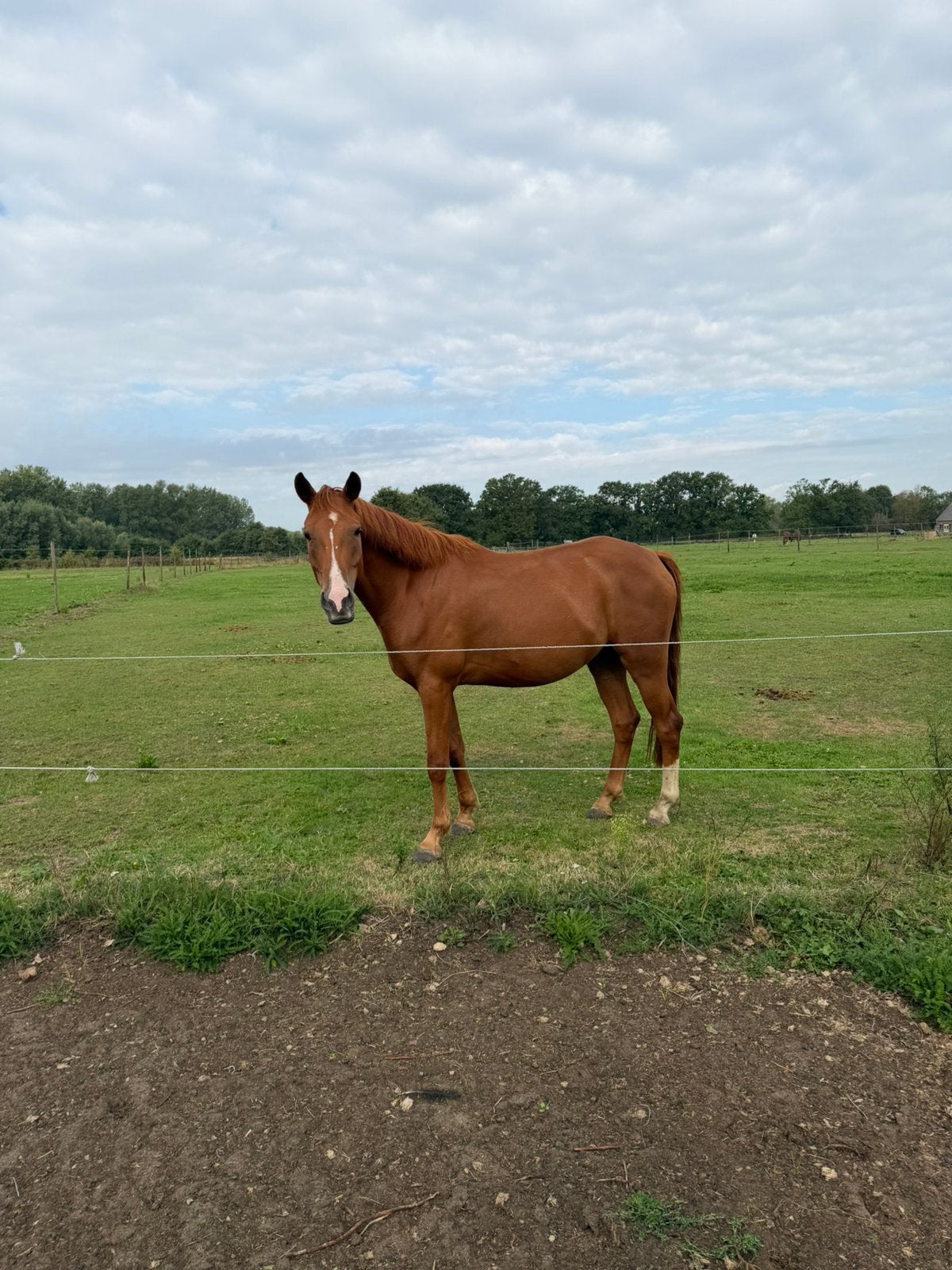 D pony ruin, Dieren en Toebehoren, Pony's, Met stamboom, Ruin, Springpony, 3 tot 6 jaar