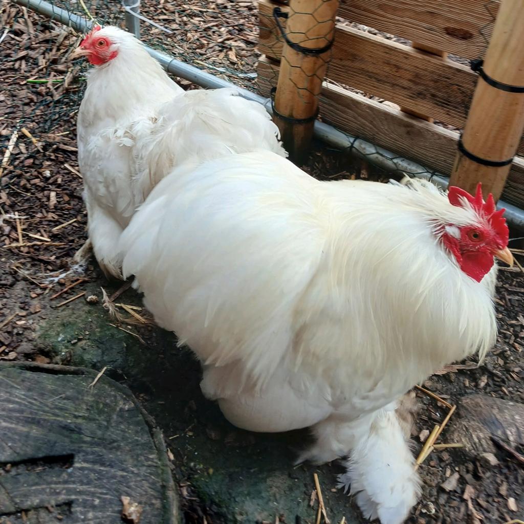 Cochin kriel koppel