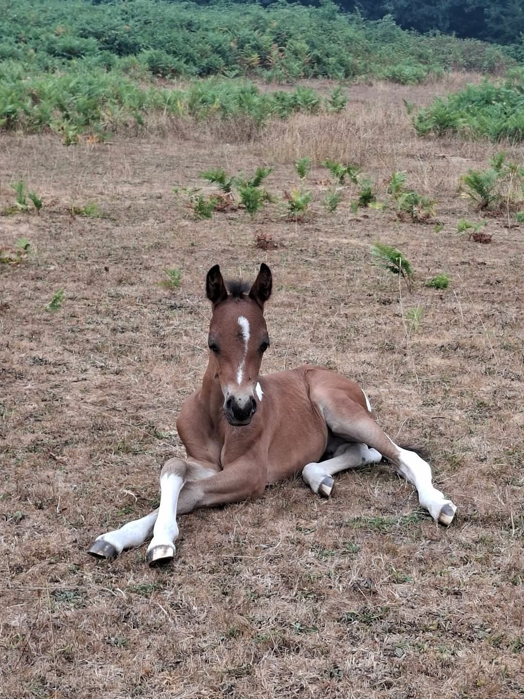 D pony veulen, Animaux & Accessoires, Poneys, Étalon, Poney D (1.37 m à 1.48m), Avec puce électronique, 0 à 2 ans