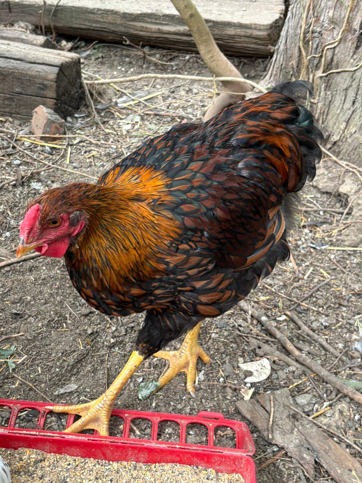 Wyandotte haan, Dieren en Toebehoren, Pluimvee, Mannelijk, Kip