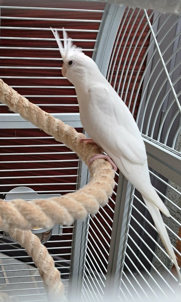 Valkparkiet, Dieren en Toebehoren, Geslacht onbekend, Parkiet, Geringd