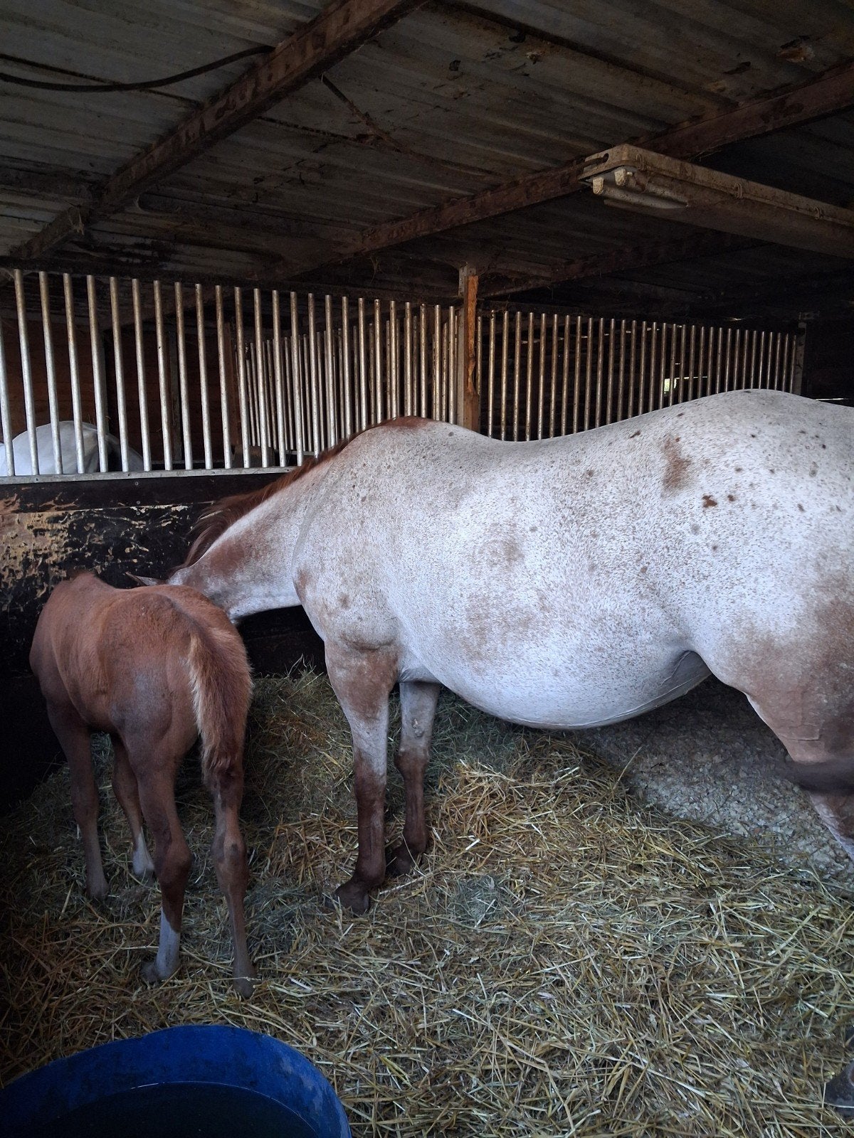 super brave quarter appaloosa met merrie veulen ., 11 jaar of ouder, Recreatiepony, Merrie, Gechipt