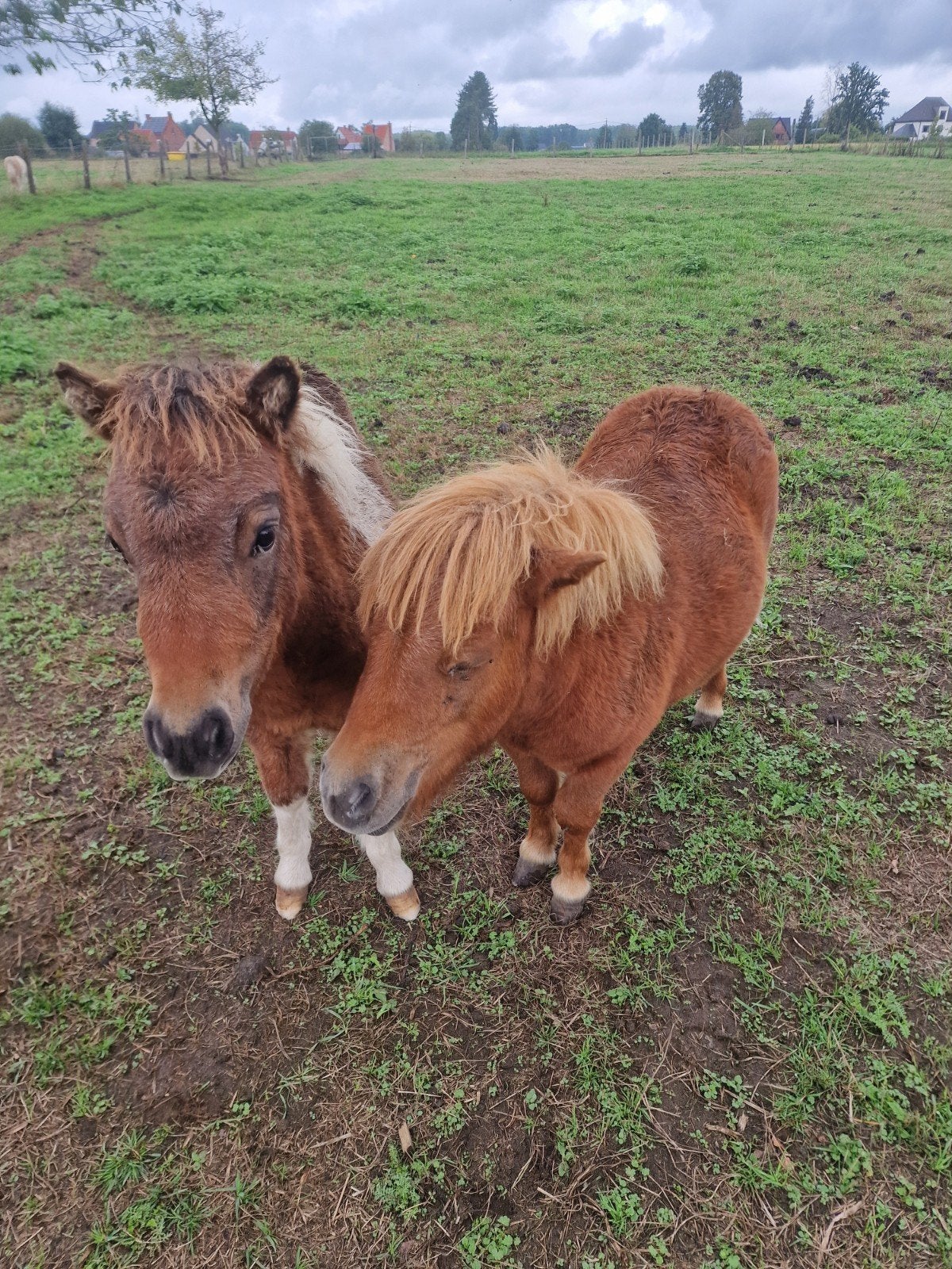 twee mooie ponys.