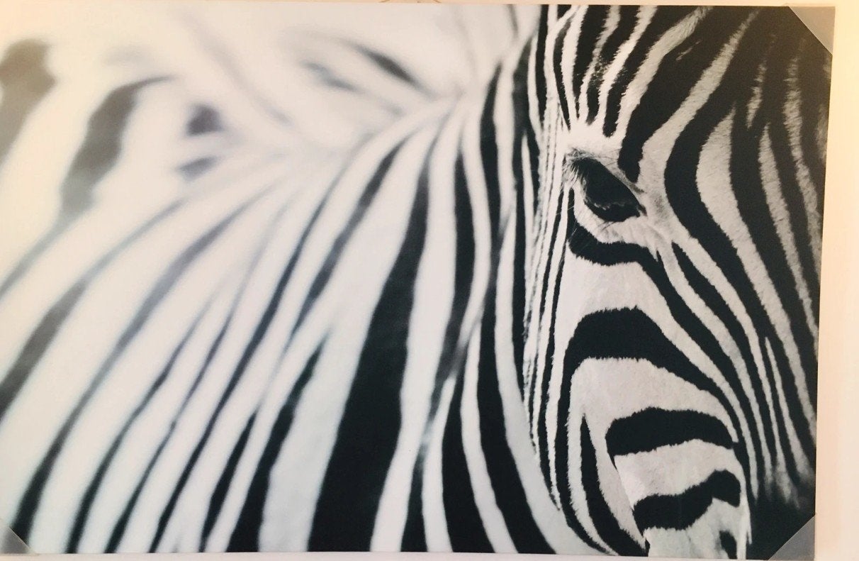 Close up schilderij zebra, Ophalen, Dieren, Doek