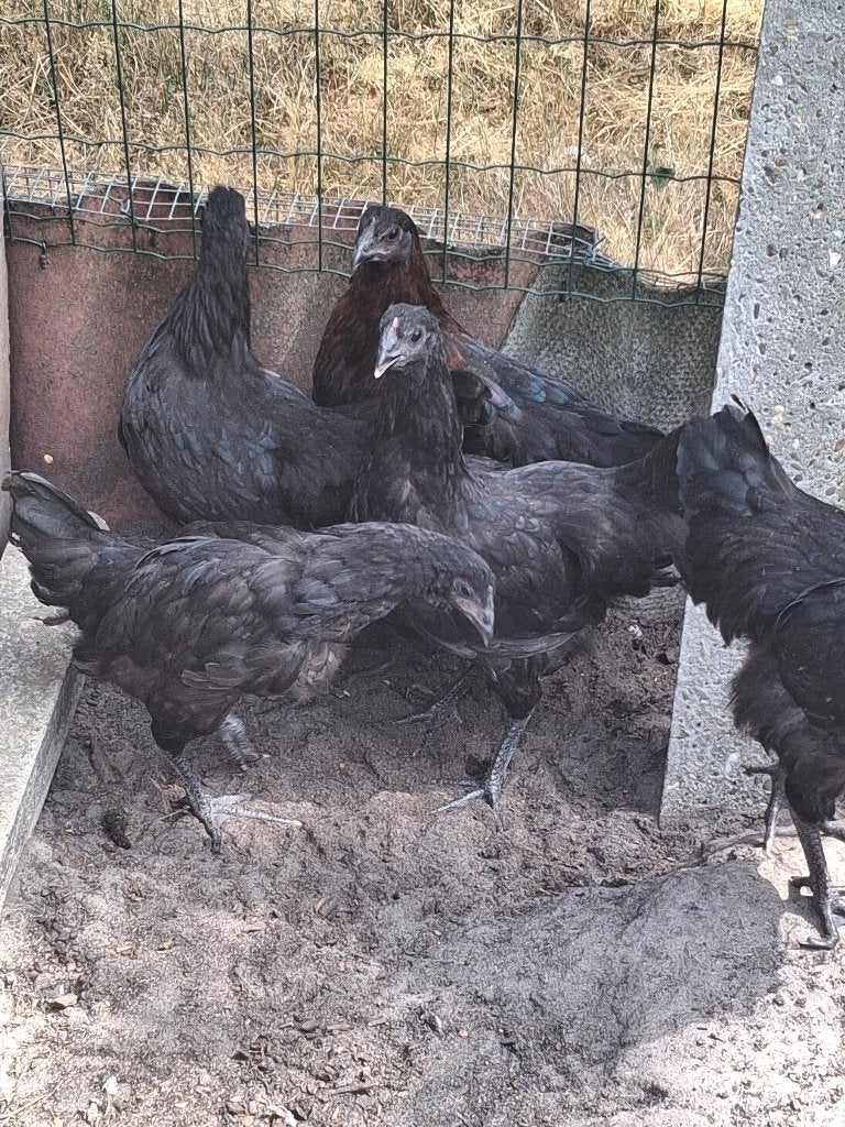 TE KOOP:JONGE AUSTRALOPE KIPPEN, Dieren en Toebehoren, Vrouwelijk, Kip