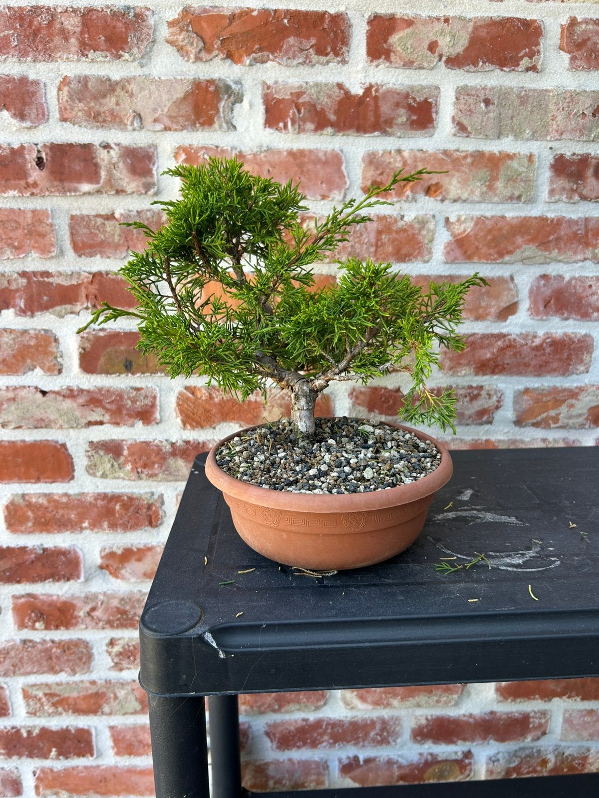 Bonsai itoigawa, Tuin en Terras, Ophalen