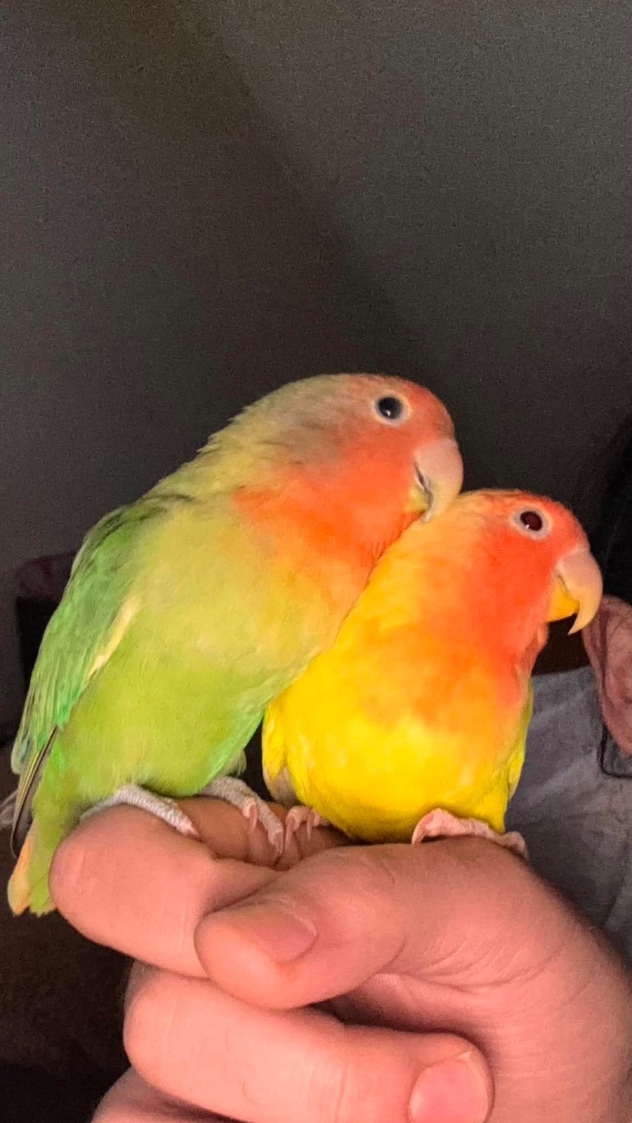 2 Tamme Dwergpapegaaien samen voor €70, Dieren en Toebehoren, Vogels | Parkieten en Papegaaien, Dwergpapegaai of Agapornis, Geringd