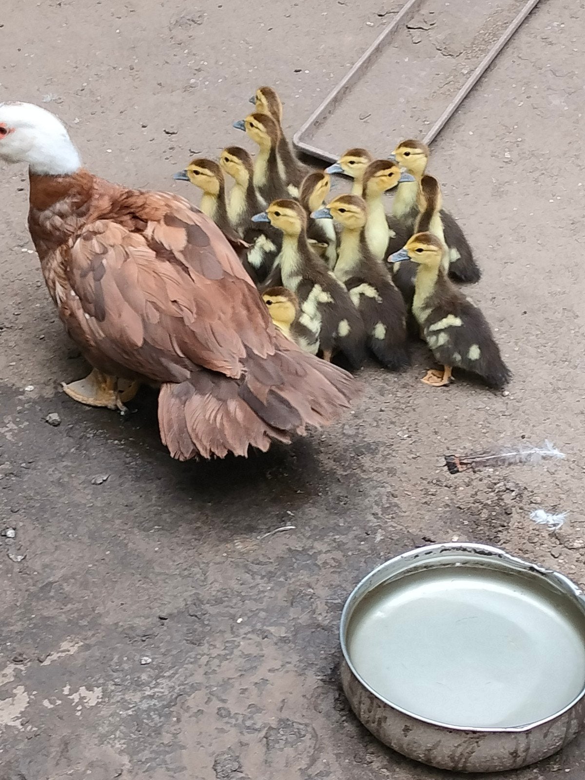 13 barberie kuikens, Dieren en Toebehoren, Vogels | Overige Vogels, Meerdere dieren