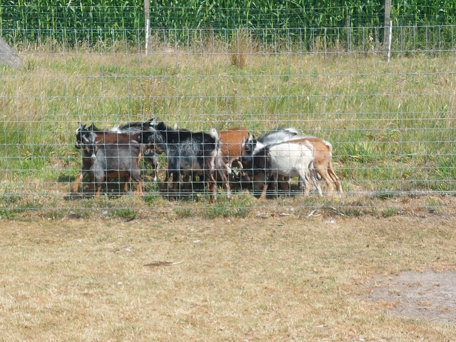 Bocks, Animaux & Accessoires
